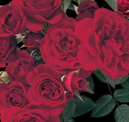 Roses